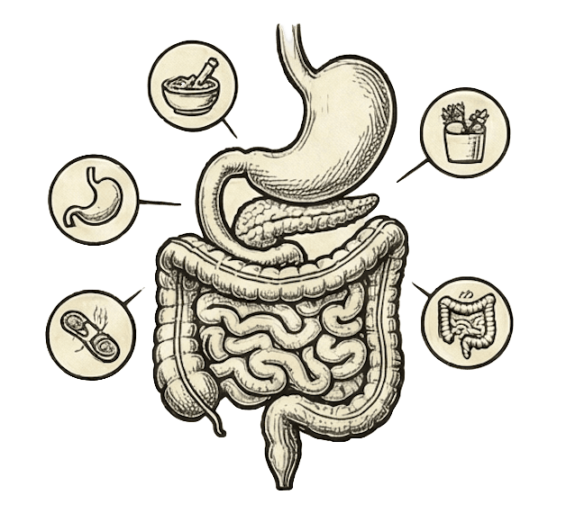 Florenzymes™ complete digestion benefit illustration